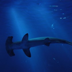 Hammerhead