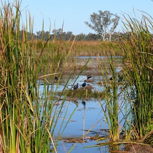 Macquarie Marshes reedbeds