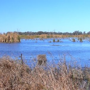 Not all of the Macquarie Marshes is like this.
