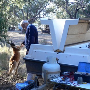 Boxing Kangaroo, Willie Retreat.