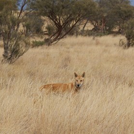 A lone and very healthy looking Dingo along the Cordillo Road