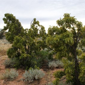 Emu Apple trees at Moonda Lake
