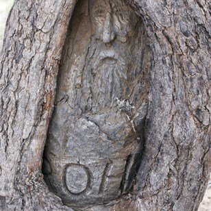 Carving of ROH Bourke at the Dig Tree
