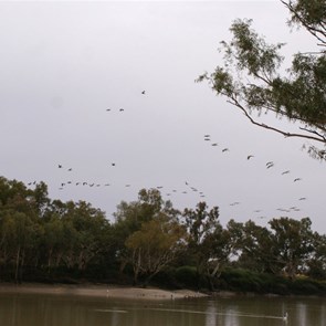 A flight of Pelicans above the Cooper