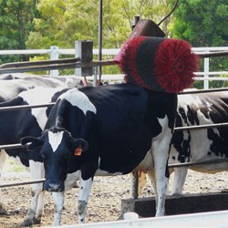 How is that for a back scratcher!