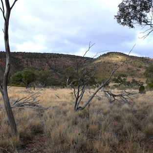 Looking east to the Gundabooka Range