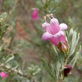 Emubush - Eremophila sp.