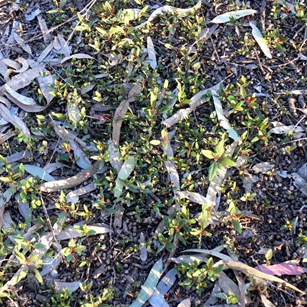 "Lawn" of gum tree seedlings
