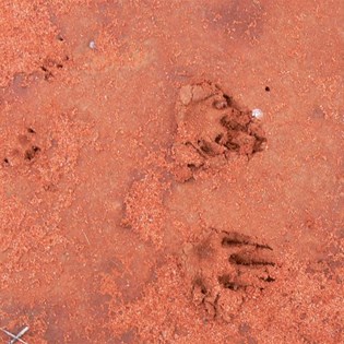 Echidna tracks