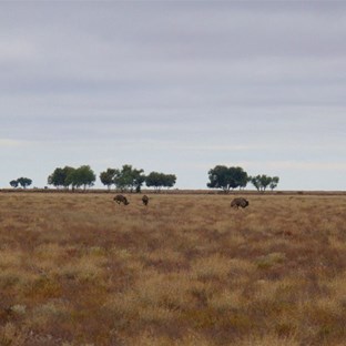 Western NSW - open flat country with emus.