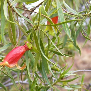 Red/orange eremophilas.
