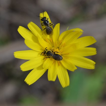 Native Bees on a Yam Daisy Flower