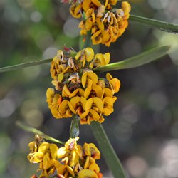 Daviesia leptophylla