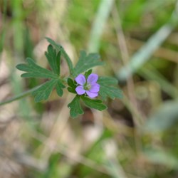 Geranium retrorsum