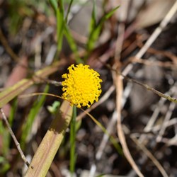 Leptorhynchos squamatus
