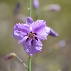 Arthropodium strictum