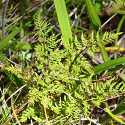 Cheilanthes austrotenuifolia 
