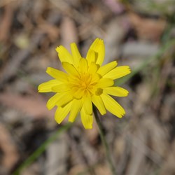 Microseris lanceolata