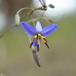 Dianella revoluta