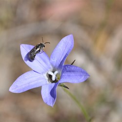 Wahlenbergia spp