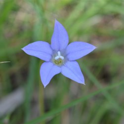 Wahlenbergia luteola