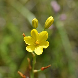 Bulbine bulbosa