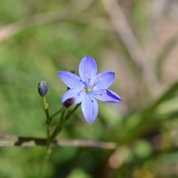 Chamaescilla corymbosa