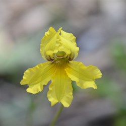 Goodenia blackiana