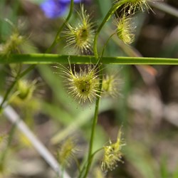 Drosera peltata