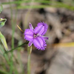 Thysanotus pattersonii