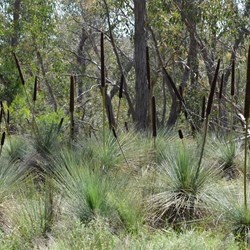 Xanthorrhoea quadrangulata