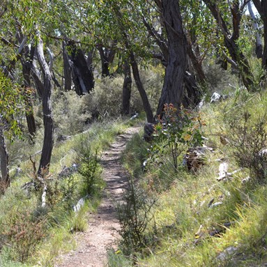 One of the Walking tracks at Spring Gully