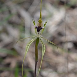 Caladenia tensa