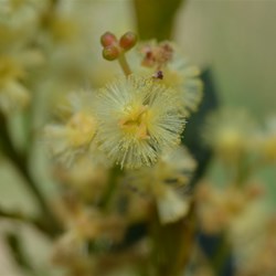 Melaleuca sp