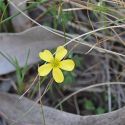Oxalis perennans