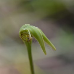 Oligochaetochilus chaetophorus