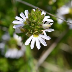 Scaevola albida