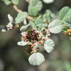 Spyridium parvifolium