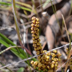 Lomandra sororia