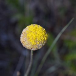 Craspedia variabilis