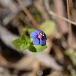 Anagallis arvensis