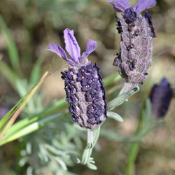Lavandula stoechas