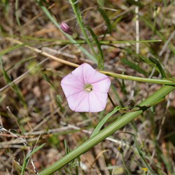 Convolvulus remotus