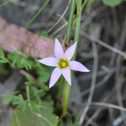 Romulea rosea