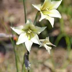 Gladiolus tristis