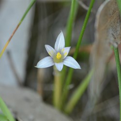 Romulea minutiflora