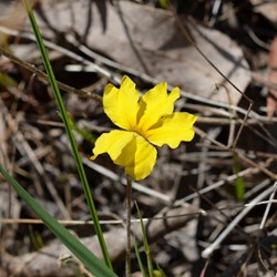 Goodenia ssp