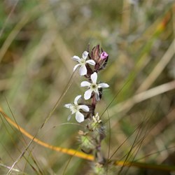 Silene gallica