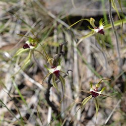 Caladenia tensa