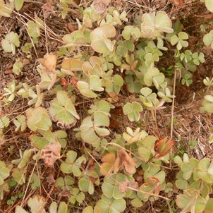 Nardoo grows in damp spots.